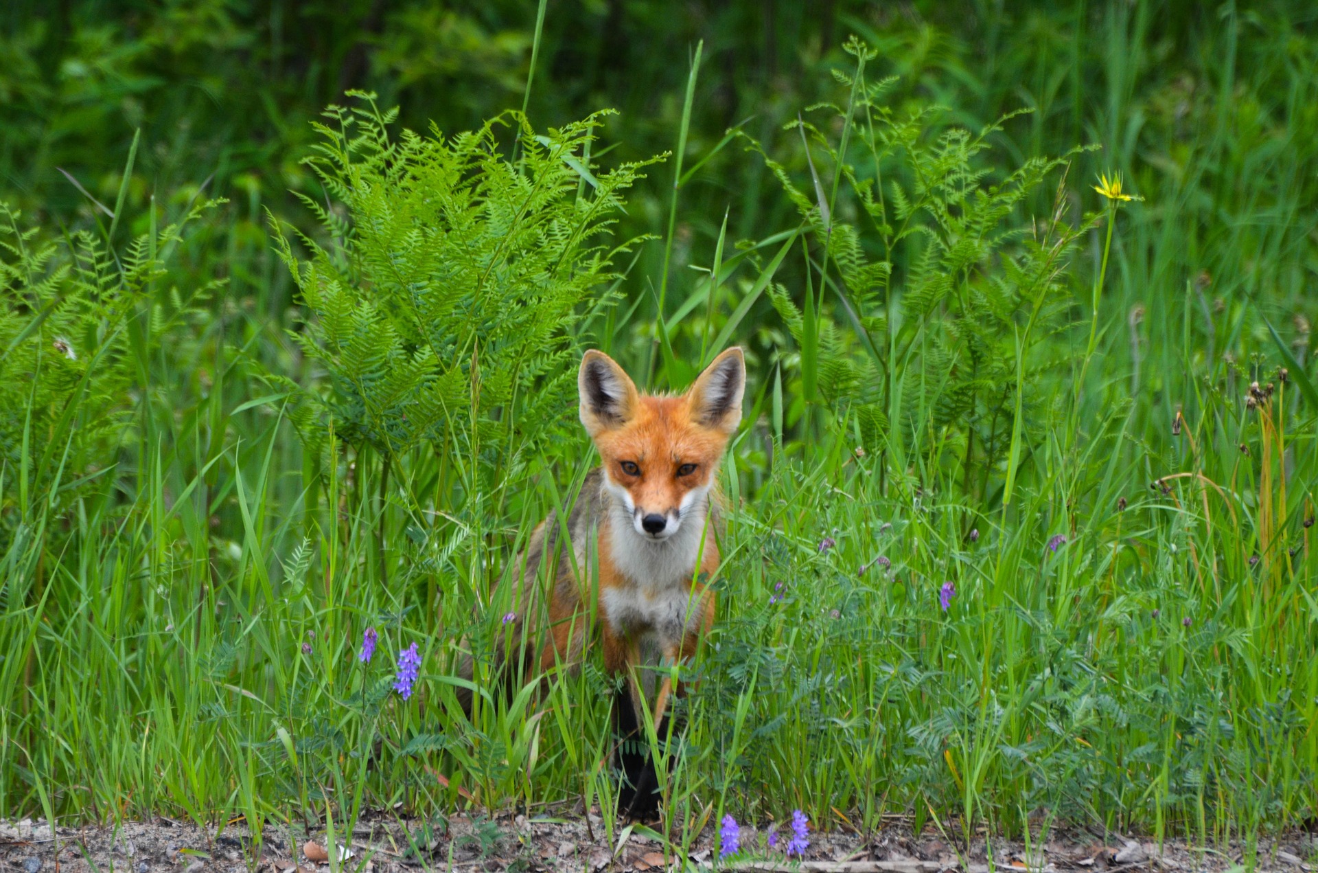 Verantwortungsvolle Fuchsjagd verbessert den Artenschutz von bedrohten Tierarten