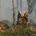 Waldbrandgefahr - wegen des trockenen Sommers auch 2019 sehr hoch