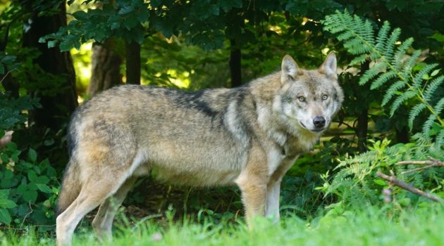Der Wolf breitet sich auch in NRW wieder aus